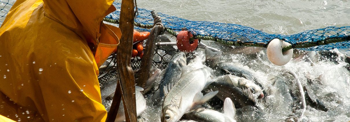 Jornadas Gastronómicas De La Sal Y El Estero | 150 Aniversario Diario de Cádiz